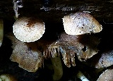 Cystoagaricus subamarus image