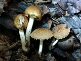 Cystoagaricus subamarus image