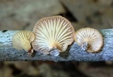 Neofavolus suavissimus image