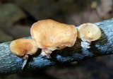 Neofavolus suavissimus image