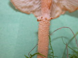 Cystoderma amianthinum image
