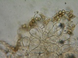 Inocybe perbrevis image