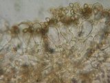 Inocybe perbrevis image