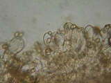 Inocybe perbrevis image