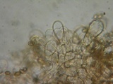 Inocybe perbrevis image