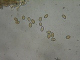 Inocybe perbrevis image