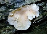 Hohenbuehelia grisea image