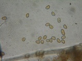 Inocybe perbrevis image