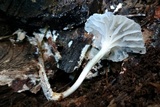 Heliomyces decolorans image