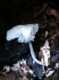 Heliomyces decolorans image