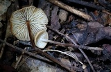 Rhizomarasmius pyrrhocephalus image