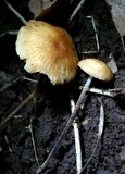 Rhizomarasmius pyrrhocephalus image