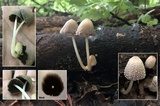 Coprinellus xanthothrix image