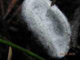 Helvella macropus image
