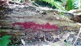 Arcyria denudata image