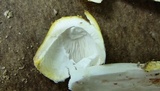Amanita flavorubens image