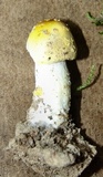 Amanita flavorubens image
