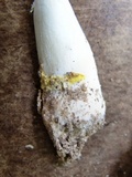 Amanita flavorubens image