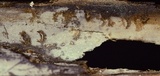 Xenasma praeteritum image