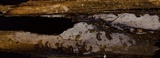 Xenasma praeteritum image