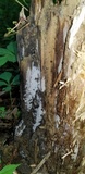 Xenasma praeteritum image