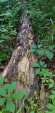 Xenasma praeteritum image