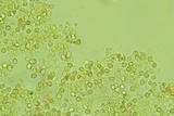 Xenasma praeteritum image
