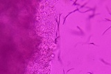 Xenasma praeteritum image