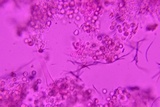 Xenasma praeteritum image