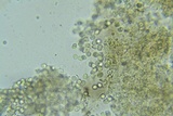 Xenasma praeteritum image
