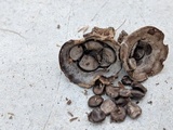 Cyathus olla image