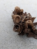 Cyathus olla image