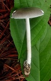 Amanita sect. Vaginatae image