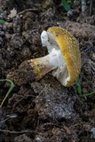 Amanita flavorubens image