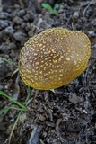 Amanita flavorubens image