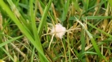 Laetisaria fuciformis image