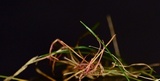 Laetisaria fuciformis image