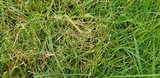Laetisaria fuciformis image