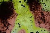 Laetisaria fuciformis image