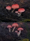 Mycena roseoflava image