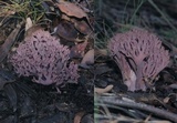 Ramaria versatilis image