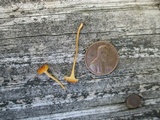 Rickenella fibula image