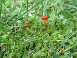 Rickenella fibula image