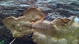 Phellinus gilbertsonii image