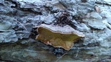 Phellinus gilbertsonii image