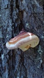 Fomitopsis mounceae image