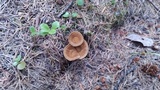 Coltricia perennis image