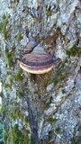 Fomitopsis mounceae image