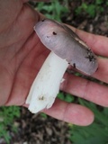 Russula ionochlora image
