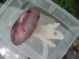 Russula ionochlora image